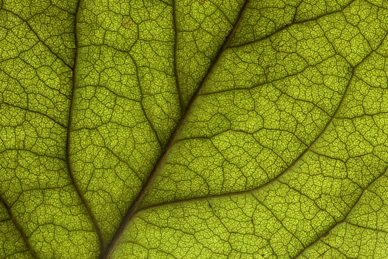 Celestron Amoeba Dual Purpose Digital Microscope (Gray) - Image 3