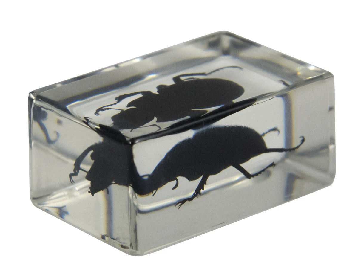 Celestron 3D Bug Specimen Kit #1 - Image 5