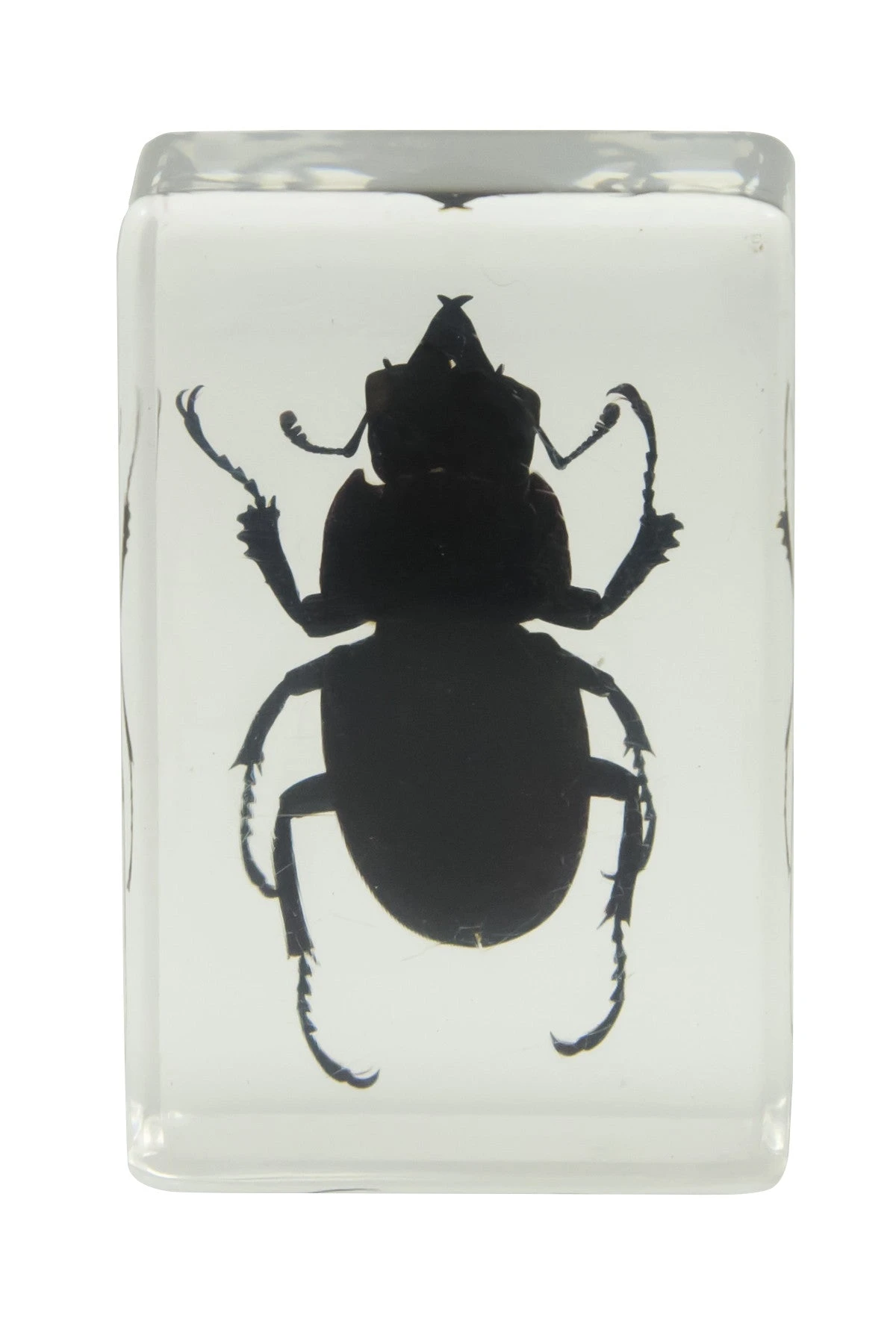 Celestron 3D Bug Specimen Kit #1 - Image 6