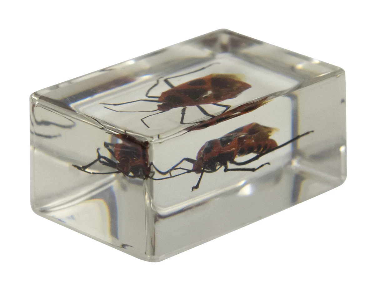 Celestron 3D Bug Specimen Kit #1 - Image 11