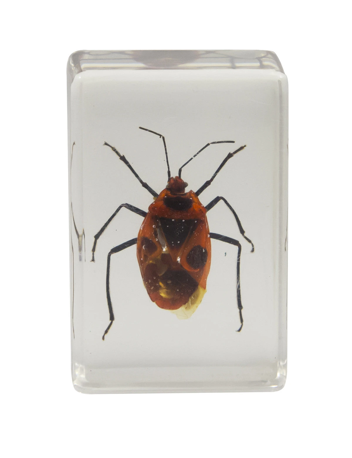 Celestron 3D Bug Specimen Kit #1 - Image 8