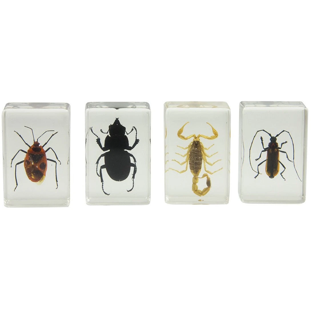 Celestron 3D Bug Specimen Kit #1