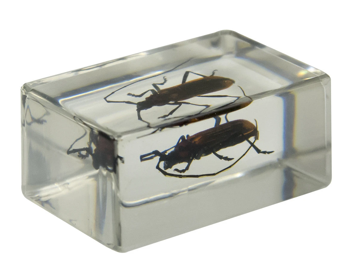 Celestron 3D Bug Specimen Kit #1 - Image 3