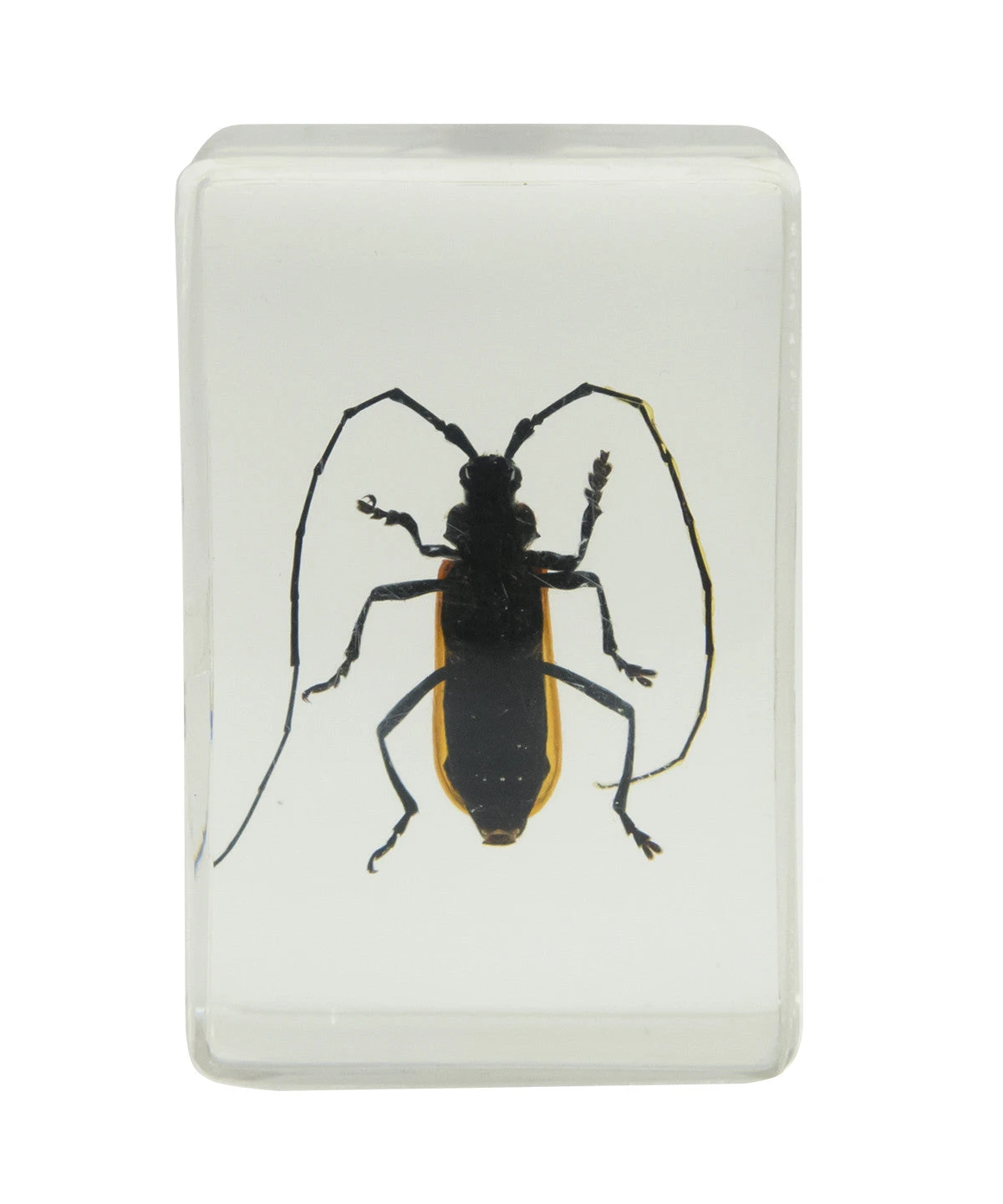 Celestron 3D Bug Specimen Kit #1 - Image 7