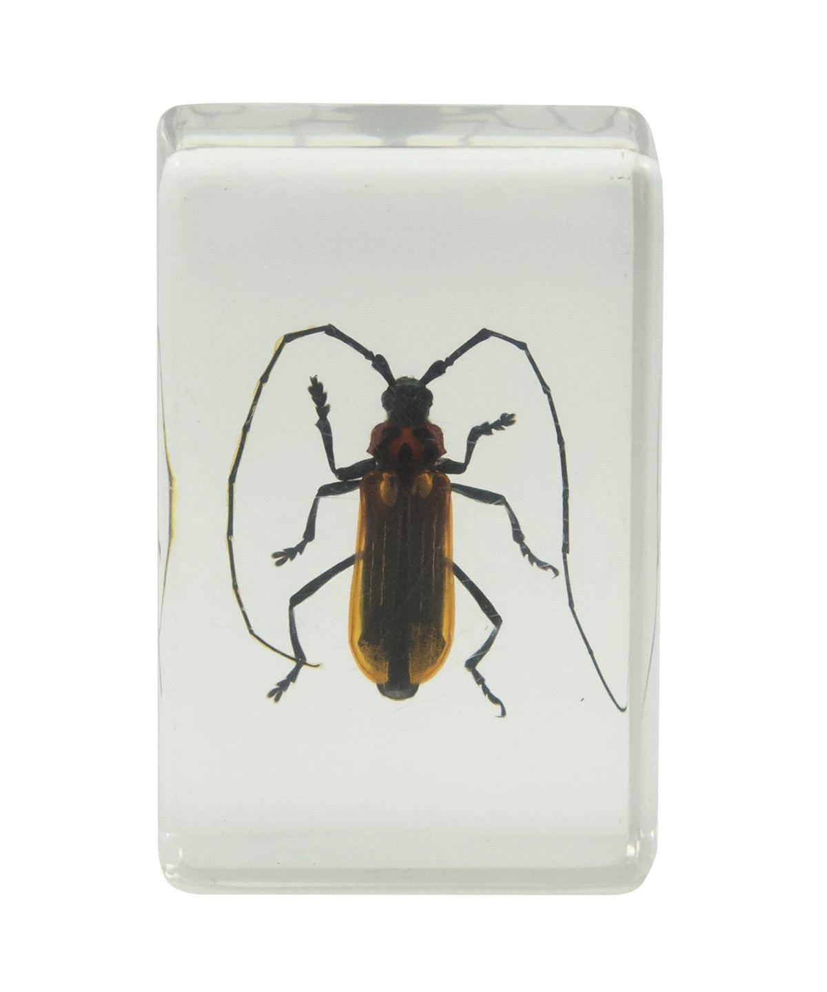 Celestron 3D Bug Specimen Kit #1 - Image 10