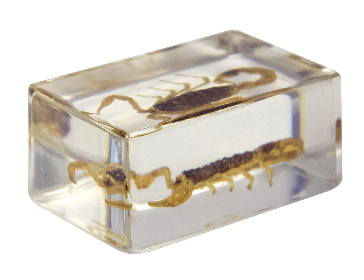 Celestron 3D Bug Specimen Kit #1 - Image 12