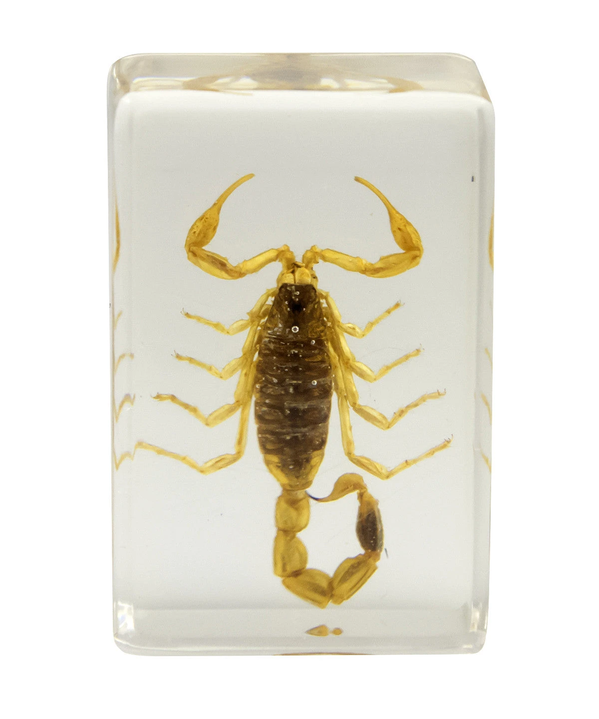 Celestron 3D Bug Specimen Kit #1 - Image 9