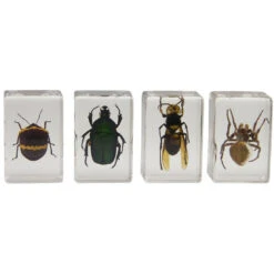 Celestron 3D Bug Specimen Kit #2