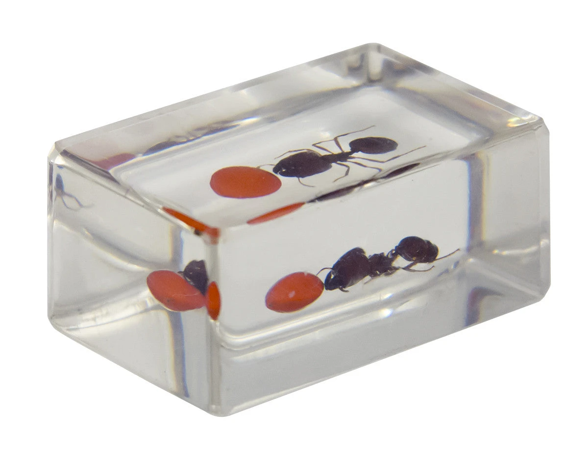 Celestron 3D Bug Specimen Kit #3 - Image 6