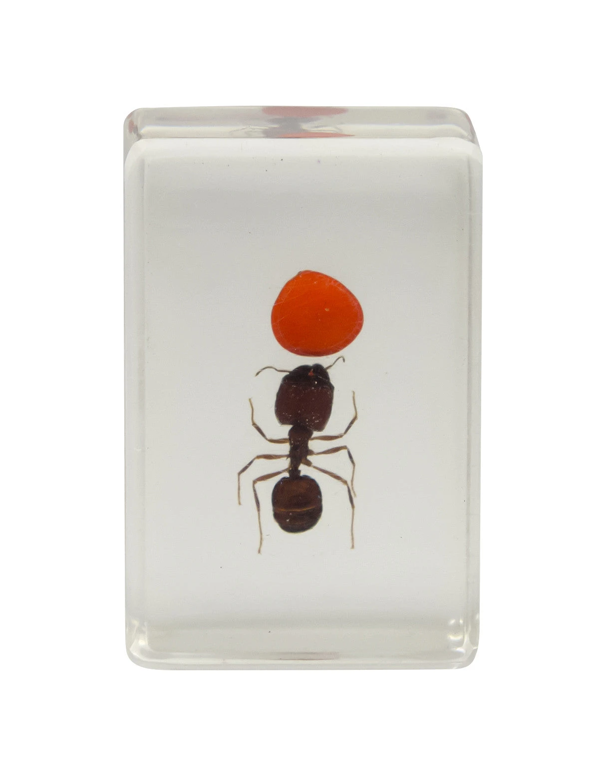 Celestron 3D Bug Specimen Kit #3 - Image 11