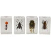 Celestron 3D Bug Specimen Kit #3