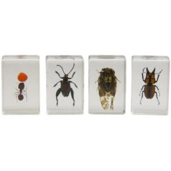 Celestron 3D Bug Specimen Kit #3