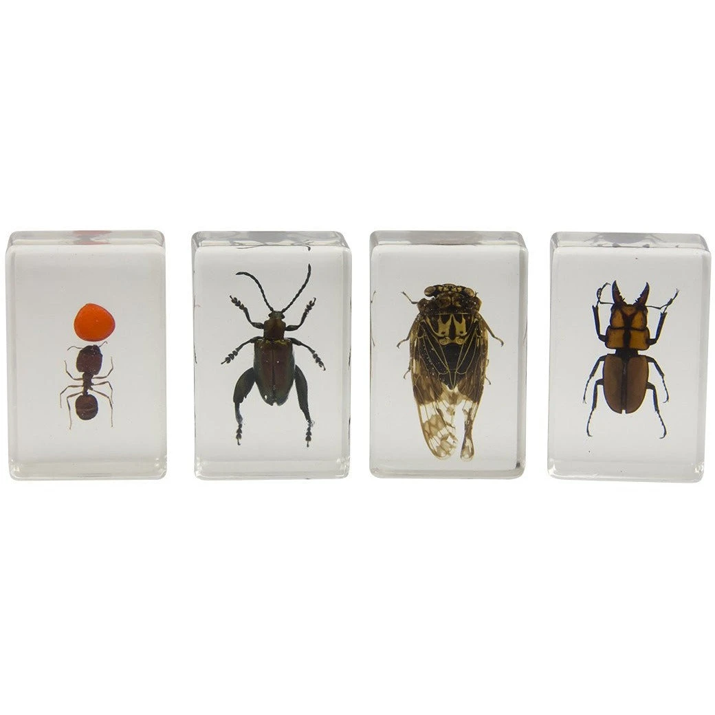 Celestron 3D Bug Specimen Kit #3