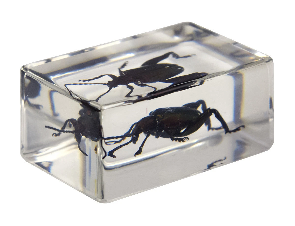 Celestron 3D Bug Specimen Kit #3 - Image 7