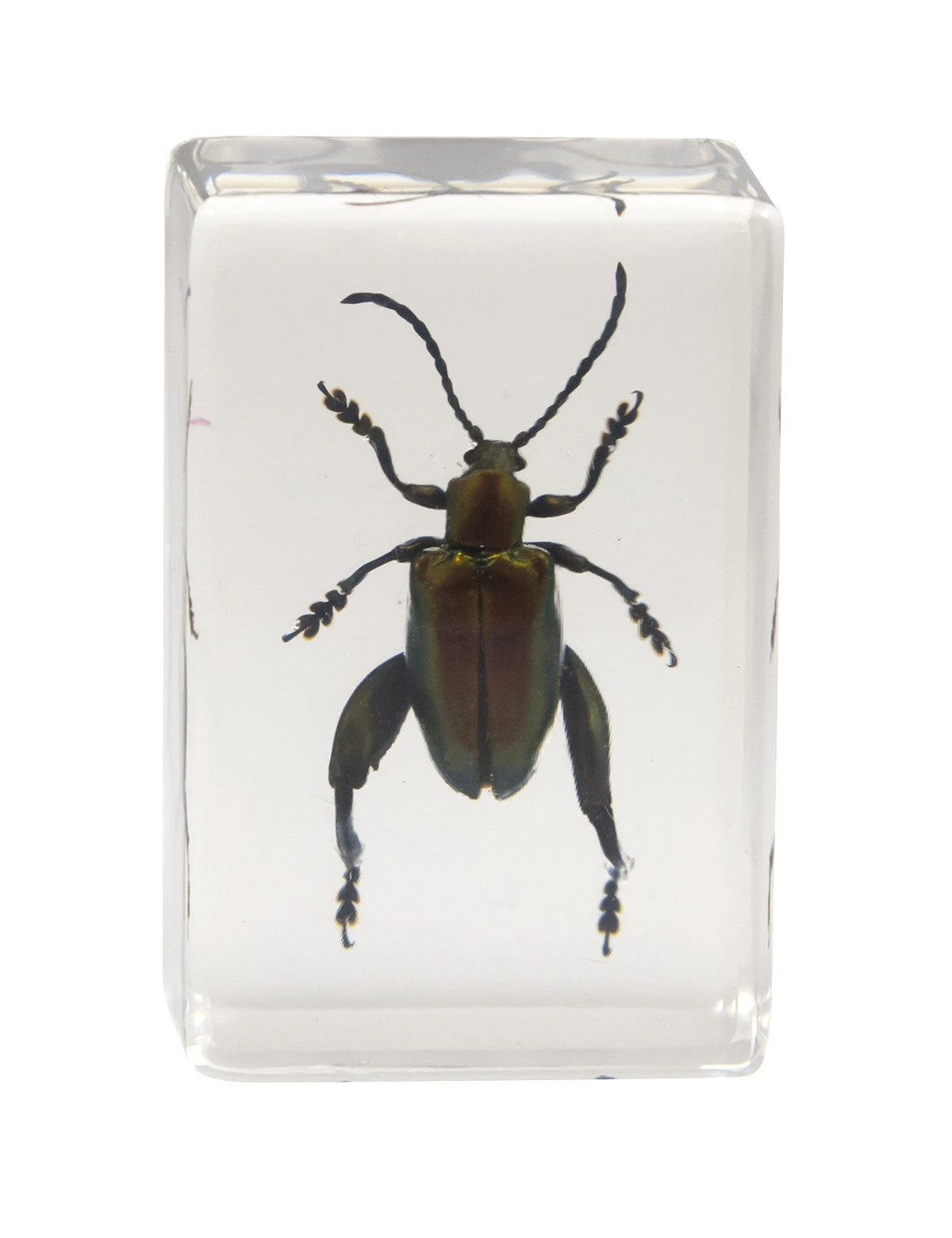 Celestron 3D Bug Specimen Kit #3 - Image 5