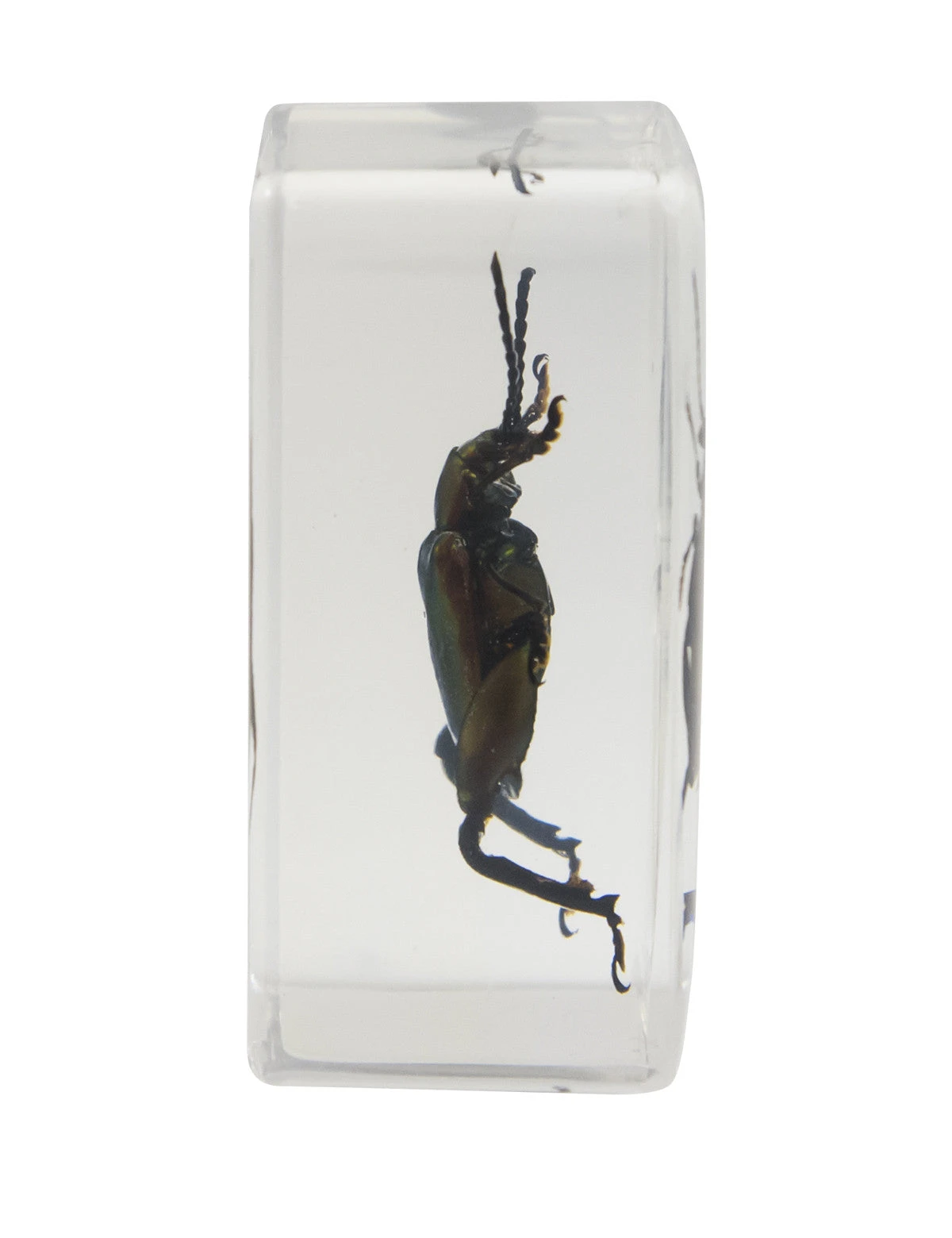Celestron 3D Bug Specimen Kit #3 - Image 2