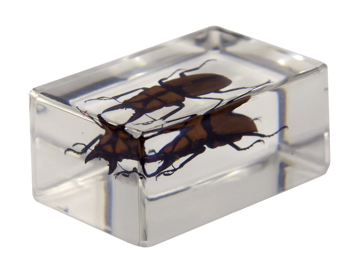Celestron 3D Bug Specimen Kit #3 - Image 12