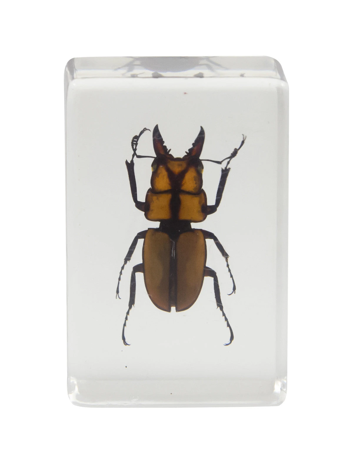 Celestron 3D Bug Specimen Kit #3 - Image 4