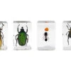 Celestron 3D Bug Specimen Kit #5