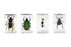 Celestron 3D Bug Specimen Kit #5