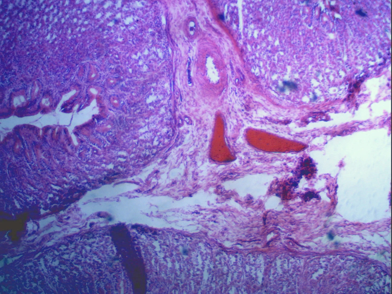 Celestron 5MP Digital Microscope Imager - Image 11