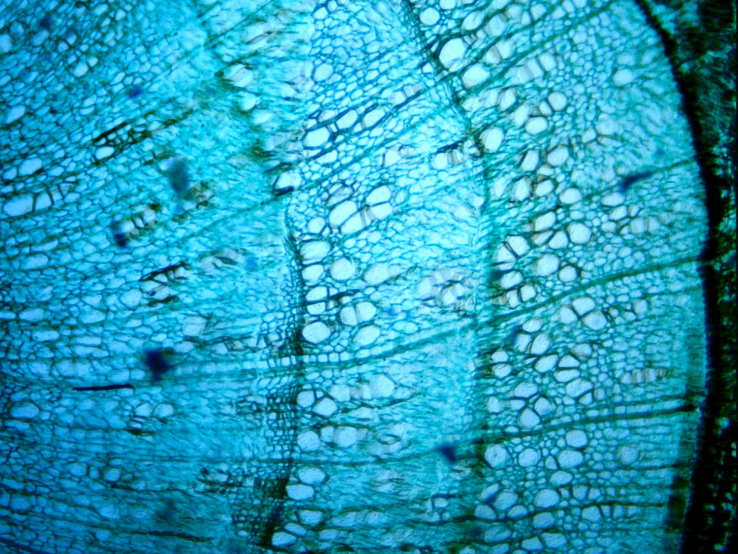 Celestron 5MP Digital Microscope Imager - Image 12