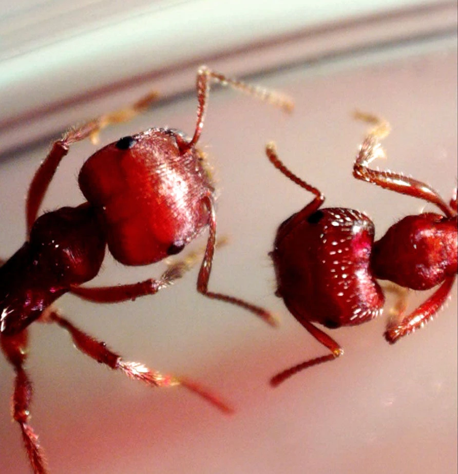 Celestron MicroDirect 1080P HDMI Handheld Digital Microscope - Image 15