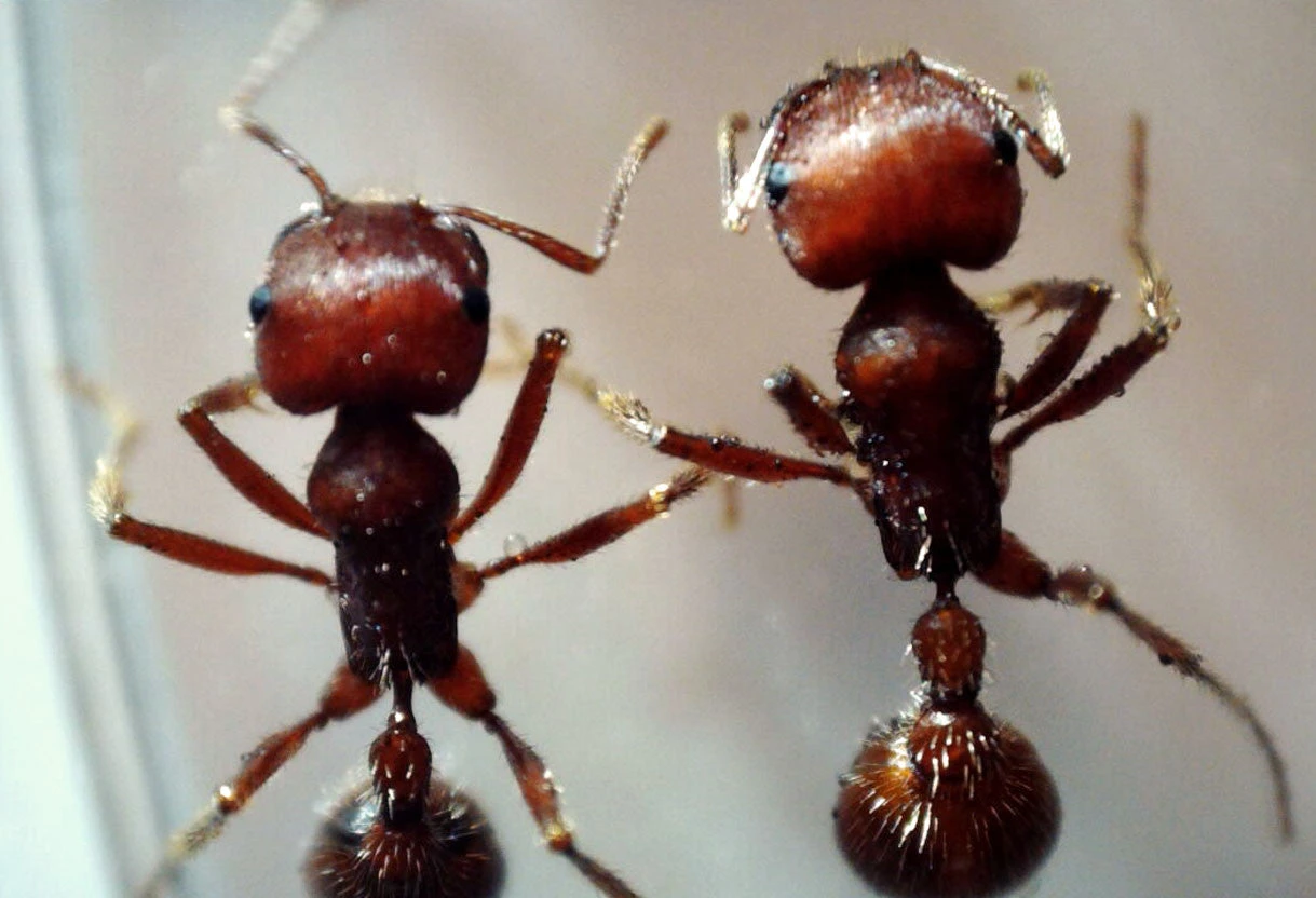 Celestron MicroDirect 1080P HDMI Handheld Digital Microscope - Image 16