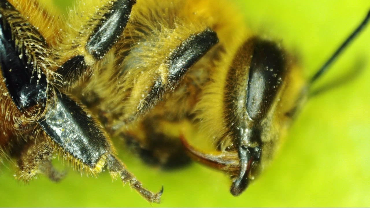 Celestron MicroDirect 1080P HDMI Handheld Digital Microscope - Image 18