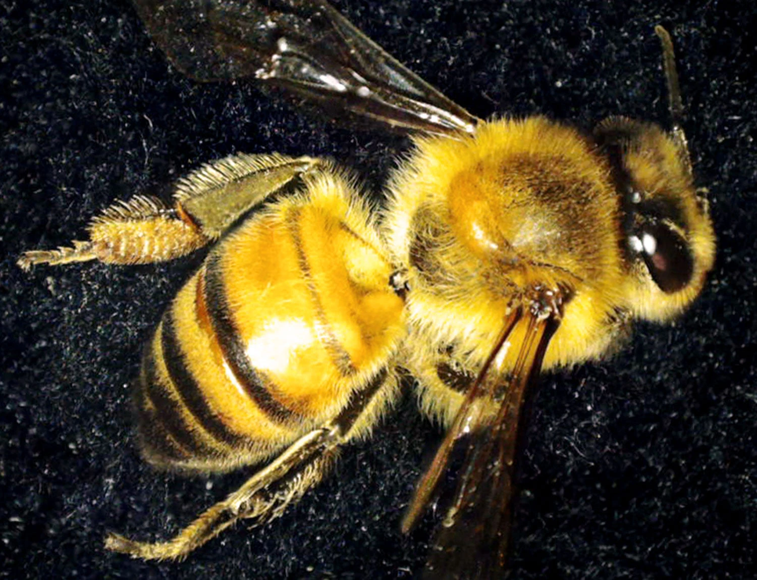 Celestron MicroDirect 1080P HDMI Handheld Digital Microscope - Image 19