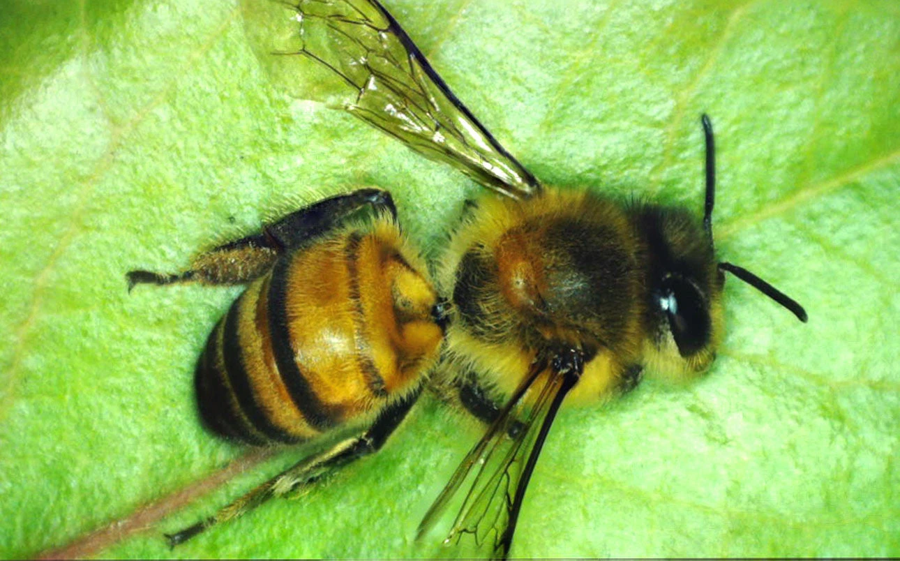 Celestron MicroDirect 1080P HDMI Handheld Digital Microscope - Image 20