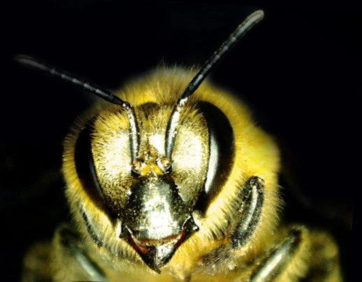 Celestron MicroDirect 1080P HDMI Handheld Digital Microscope - Image 17