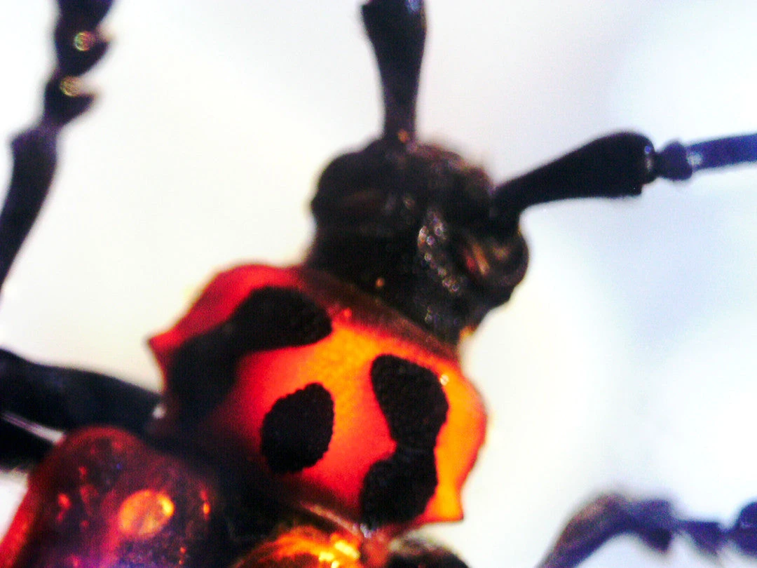 Celestron 3D Bug Specimen Kit #1 - Image 13