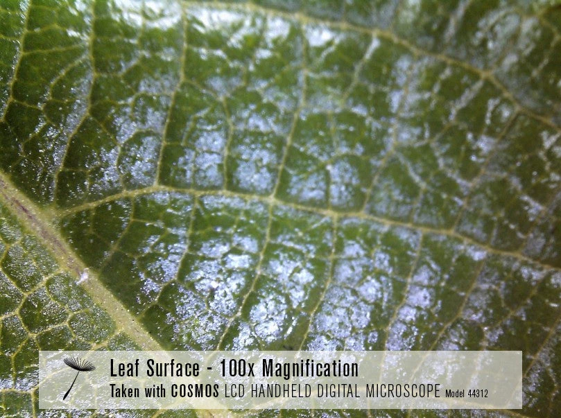 Celestron COSMOS 3 MP LCD Handheld Digital Microscope - Image 12