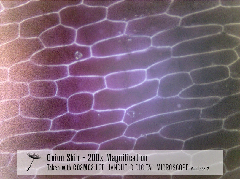 Celestron COSMOS 3 MP LCD Handheld Digital Microscope - Image 10