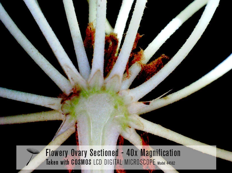 Celestron COSMOS 5 MP LCD Desktop Digital Microscope - Image 4