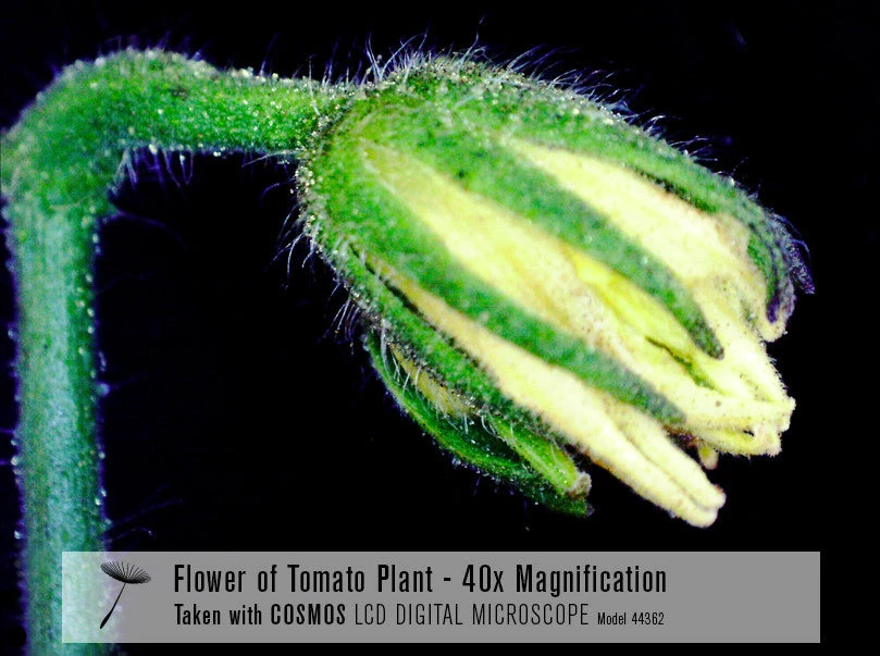 Celestron COSMOS 5 MP LCD Desktop Digital Microscope - Image 6