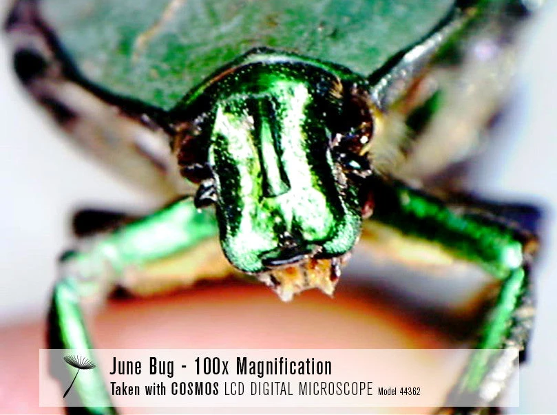 Celestron COSMOS 5 MP LCD Desktop Digital Microscope - Image 8