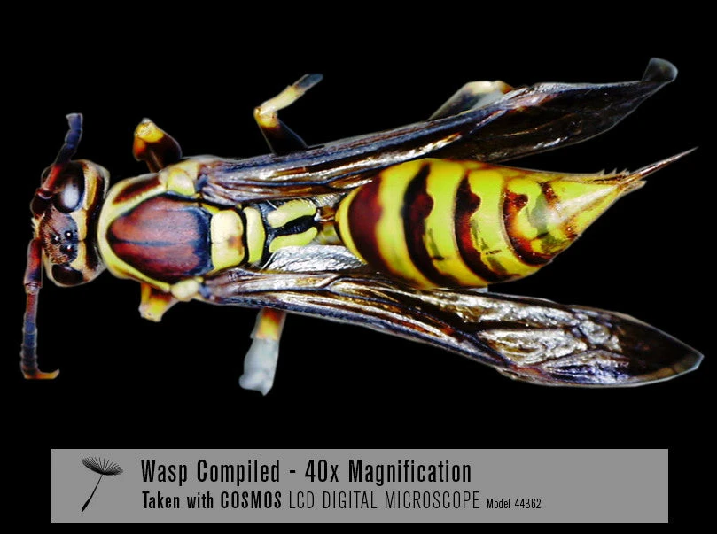 Celestron COSMOS 5 MP LCD Desktop Digital Microscope - Image 9